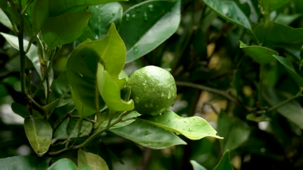 Grün Gefärbter Orangenbaum Auf Bauernhof Mit Unreifen Früchten Aus Nächster — Stockvideo