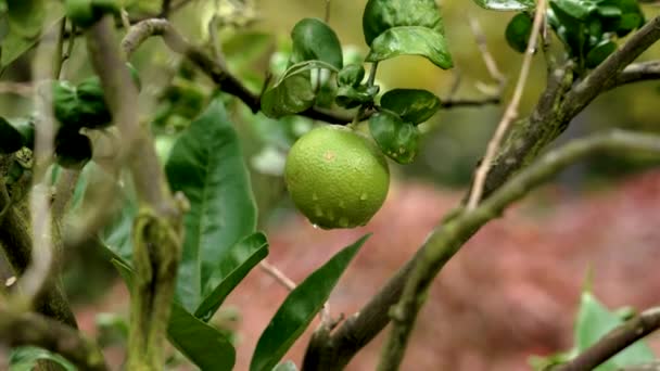 Naranjo Amargo Con Fruta Verde Madura Jardín Planta Plantación Híbrida — Vídeos de Stock