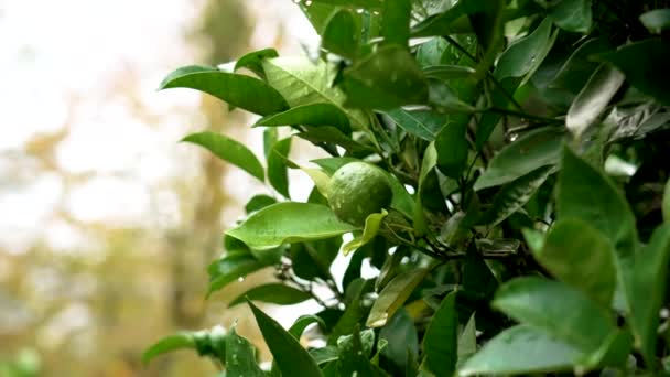 Bitterorangenbaum Mit Grünen Früchten Herbstlichen Botanischen Park Aus Nächster Nähe — Stockvideo