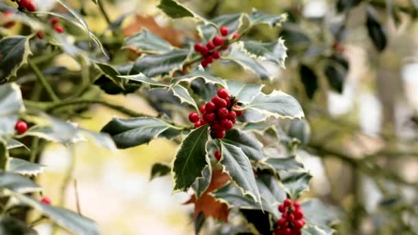크리스마스 홀리는 Ilex Aquifolium Variegata의 열매를 다양화 닫습니다 — 비디오