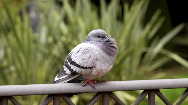 Pigeon Sauvage Columba Livia Dans Parc Gros Plan — Video