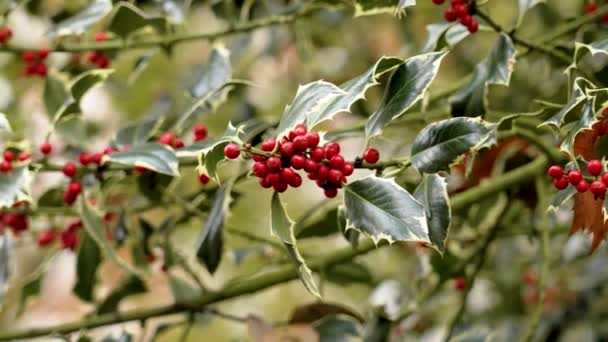 겨울날에 Ilex Aquifolium Variegata의 다양한 열매가 닫힙니다 — 비디오