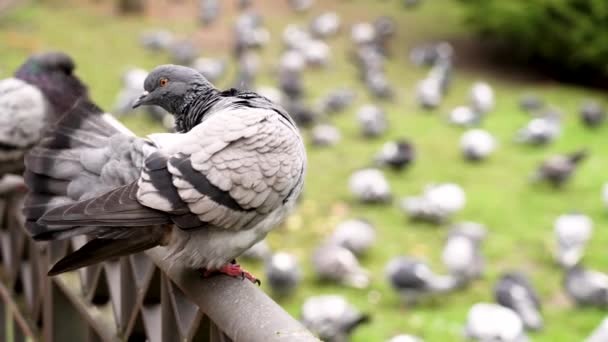 Pombo Comum Urbano Arranhando Penas Cinzentas Parque Com Bando Pássaros — Vídeo de Stock