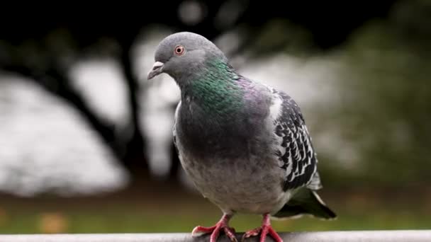 Portrait Rapproché Pigeon Commun Urbain Dans Parc Colombe Rocheuse Grise — Video
