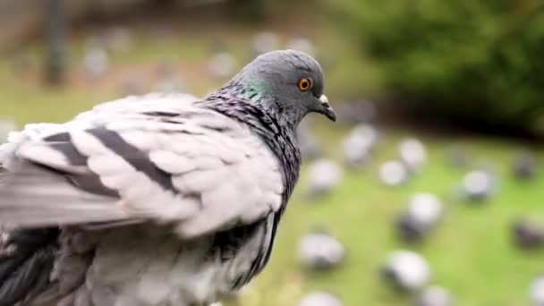 Zblízka Vypadá Obyčejný Holub Šedým Peřím Parku Hejnem Ptáků Columba — Stock video
