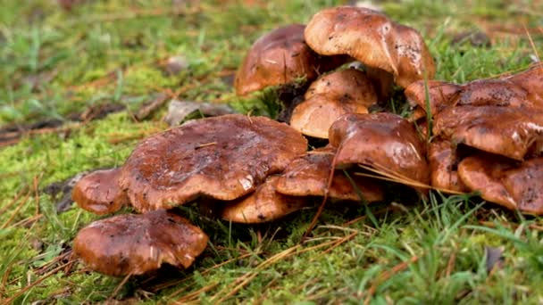 Crescer Cogumelos Comestíveis Molhados Selvagens Uma Floresta Com Grama Verde — Vídeo de Stock