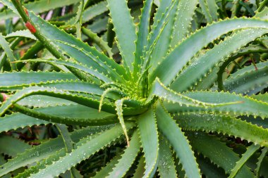 Aloe vera sulu dikenli yapraklar botanik bahçesine yakın