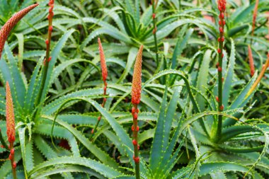 Çiçek açan Aloe vera sulu bitki kırmızı çiçek tomurcukları yakın