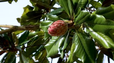 Magnolia ağacındaki kırmızı tohum kabuğu. Yeşil yapraklar. Yaklaş.