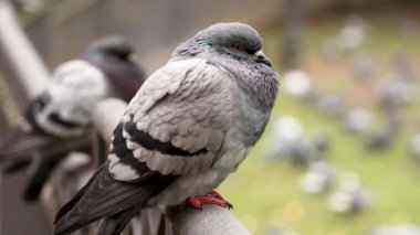 Parkta yabani bir güvercin. Vahşi kaya güvercini. Columba livia.
