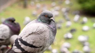 Kameraya bakan yabani bir güvercin. Kuş sürüsüyle vahşi kaya güvercini. Columba livia