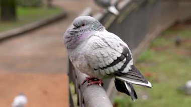 Parktaki uyuyan güvercin tırabzanda dinleniyor. Yaklaş.