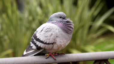 Parktaki uyuyan güvercin yeşil bir bitkinin arka planındaki tırabzanda dinleniyor. Hayvan davranışları konsepti