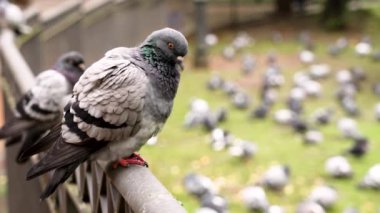 Güzel güvercin tüylerini kaşındırıyor. Parktaki gri yaban kuşu
