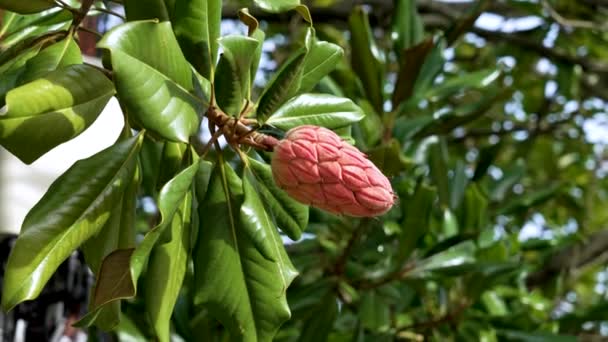 Zrání Jižní Magnolia Semena Lusku Větvi Stromu Zblízka — Stock video