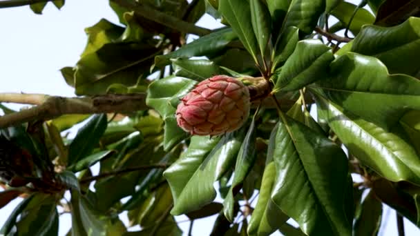 Vaina Semilla Roja Magnolia Árbol Follaje Verde Cerca — Vídeo de stock
