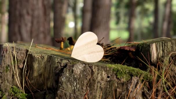 Ξύλινη Καρδιά Ένα Κούτσουρο Ένα Πευκοδάσος Έννοια Περιβαλλοντικής Ζημίας — Αρχείο Βίντεο