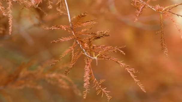 季節の赤い葉でハゲシンプレスのカラフルなツイッグ 黄金の秋の木の枝に葉 — ストック動画