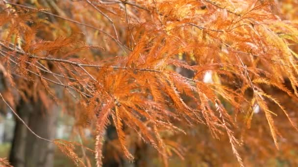 观赏园中秋金黄相间的秋光柏树分枝 — 图库视频影像