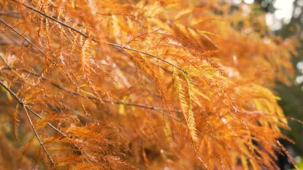ゴールデン秋のハゲの葉 季節ごとに彩られた木々の美しいカラフルな景色 — ストック動画
