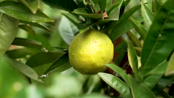 Zweig Eines Zitrusorangenbaums Mit Gelben Früchten Und Grünem Laub Aus — Stockvideo