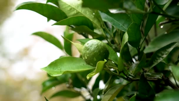 Zitrusorangenzweig Mit Unreifen Grünen Früchten Mit Wassertropfen Nach Herbstregen Aus — Stockvideo