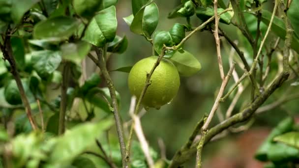 Gouttes Pluie Sur Les Fruits Orange Agrumes Mûrissant Dans Jardin — Video