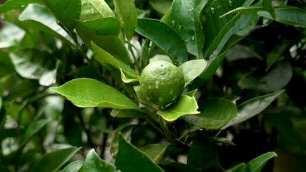 Regentropfen Auf Der Orangefarbenen Frucht Eines Zitrusbaums Der Einem Landwirtschaftlichen — Stockvideo