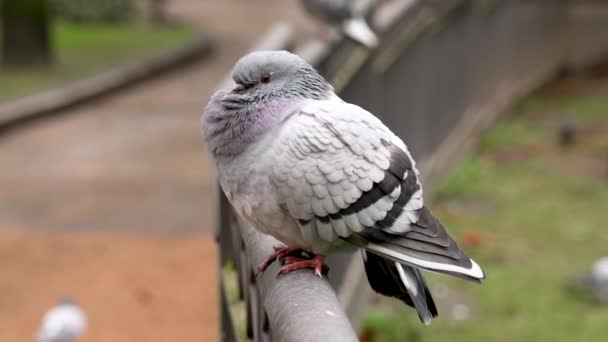 Parktaki Uyuyan Güvercin Tırabzanda Dinleniyor Yaklaş — Stok video
