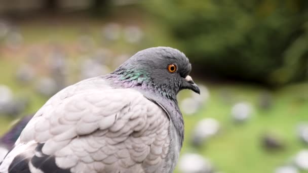 Городской Голубь Крупным Планом Парке Птицами — стоковое видео