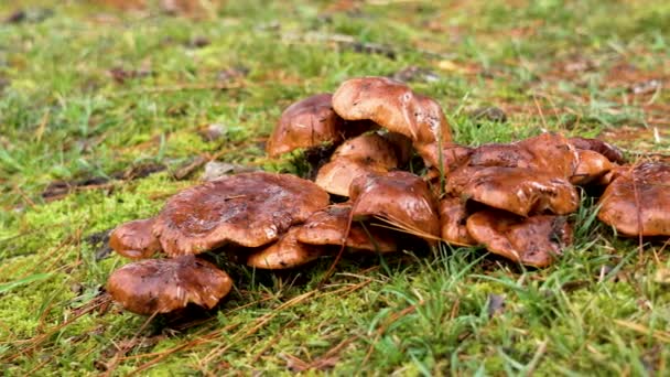 在密闭的松林草中种植蘑菇 — 图库视频影像