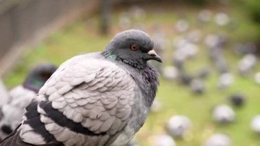 Avrupa parkında Kaya Güvercini (Columba Livia) Gri vahşi kuş sürüsü çimlerin üzerinde