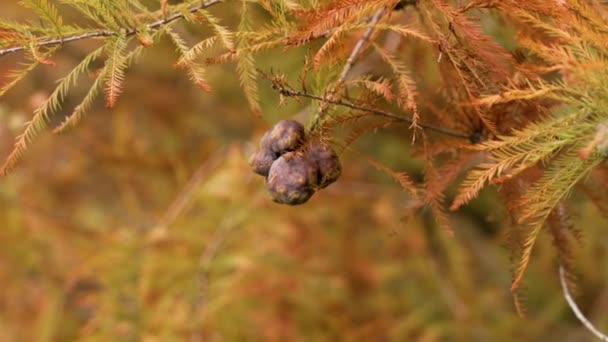 Autumn Taxodium Distichum Cones Árvore Bela Floresta Cipreste Careca Perto — Vídeo de Stock