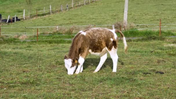 Hereford Młody Byk Jedzący Świeżą Zieloną Trawę Pastwisku — Wideo stockowe