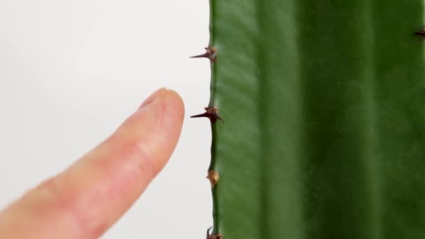 Palcem Dotykającym Kolca Kaktusa Bliska Zmysł Bólu Pojęcie Zagrożenia — Wideo stockowe