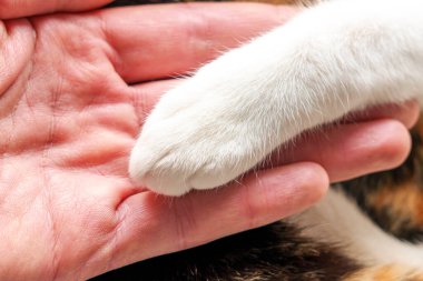 Veteriner kliniğinde bir adamın pençesi. Bir hayvanla insan arasındaki güven kavramı.