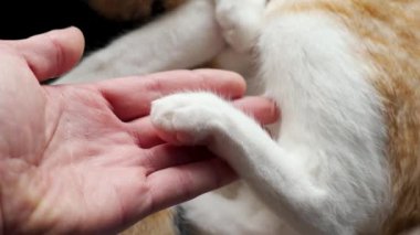 Evcil hayvan kliniğinde bir veterinerin elinde yaralı bir kedi pençesi. Yaralı bir kızıl kedi yavrusu