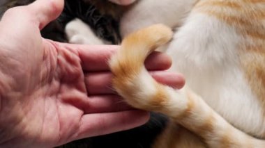 Hayvan kliniğindeki bir veterinerin elinde yaralı kedi kuyruğu. Yaralı bir kızıl kedi yavrusu