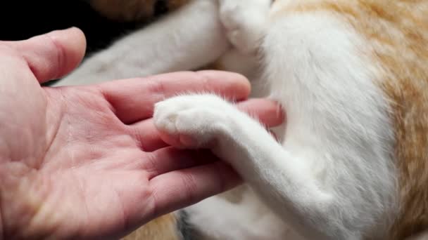 近くのペットクリニックで獣医師の手のひらにくっついた猫 負傷したジンジャーキット — ストック動画