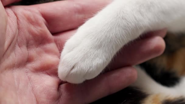 Μια Πατούσα Γάτας Ένα Αντρικό Χέρι Κτηνιατρική Κλινική Έννοια Της — Αρχείο Βίντεο