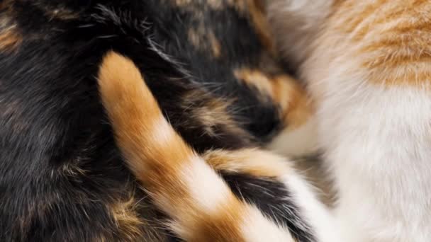 カリコの子猫と横たわるタビージンガーキャットの尾 — ストック動画