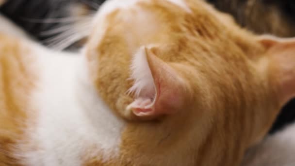 Ginger Gato Vigilante Moviendo Oreja Escuchando Sonidos Mientras Duerme Cerca — Vídeos de Stock