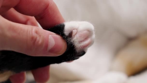 獣医クリニックで医師の手で子猫の足を調べる ペット健康保険のコンセプト クローズアップ — ストック動画