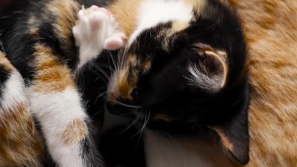 Lamiendo Una Pata Gatito Calico Joven Acostado Con Gato Jengibre — Vídeos de Stock