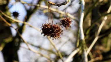 Amerikan storax veya Liquidambar styraciflua kışın dikenli tohumlarla kaplıdır.