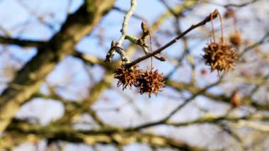 Liquidambar styraciflua (Amerikan storax) ağaç dalı kışın mavi gökyüzü arka planında dikenli tohumlar asılı