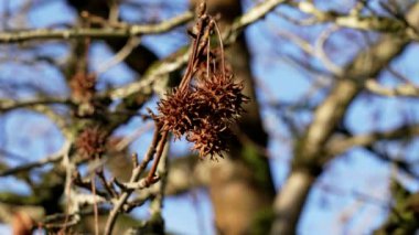 Liquidambar styraciflua 'nın kuru dikenli tohumları. Kışın Amerikan Sweetgum ağacı