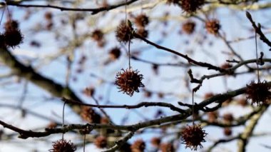 Liquidambar styraciflua 'nın dikenli tohumları. Amerikan Sweetgum ağacı kışın gökyüzü arka planında