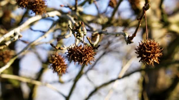 アメリカの甘い木の枝は 冬の間にスパイクシードを掛けています リキッドバーン スタイラフル — ストック動画