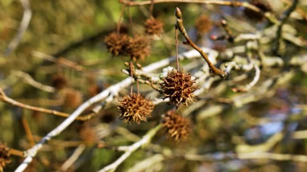 冬にスイートガムの木のボールが閉じています 枝の乾燥した液体バーン種子 — ストック動画